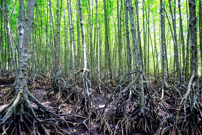 Can Gio Mangrove Forest 1 day tour - Lunch and the “downshift” after the boats