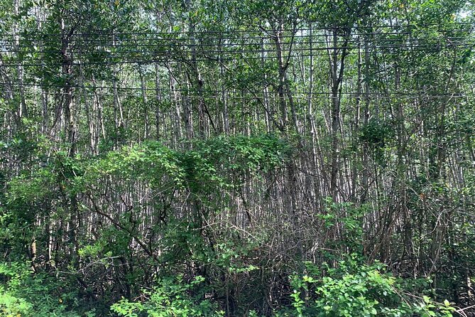 Can Gio Mangroves - Monkey Island by Motorbike and Scooter - Price and value: what $65 actually buys you