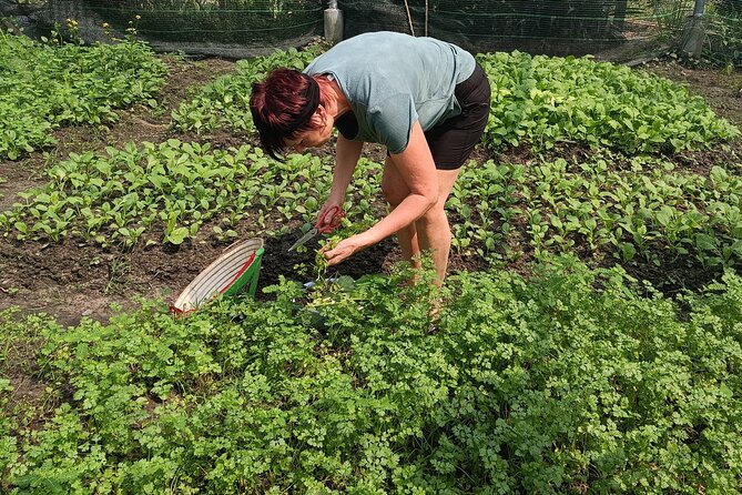 Exploring organic farm & Vietnamese Culinary with Master chef - Morning pickup and the ride to the organic farm