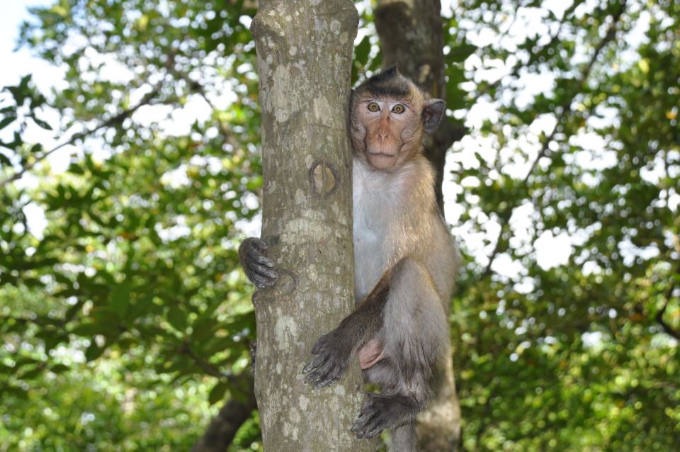HCM:Can Gio Mangrove Forest Tour-Monkey Island - Price and value: is about $37 a fair deal for this mix?