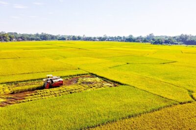Standard 1 Day Cu Chi Tunnels & Mekong Delta - Cu Chi Tunnels: rice paddies, then war reality