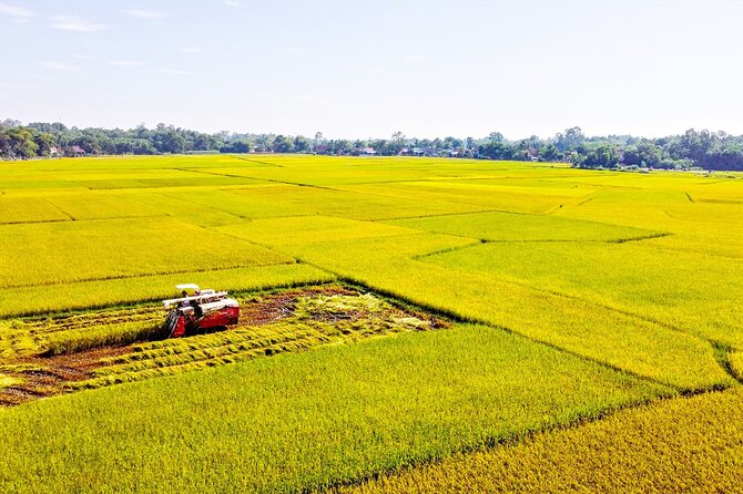 Standard 1 Day Cu Chi Tunnels & Mekong Delta - Cu Chi Tunnels: rice paddies, then war reality