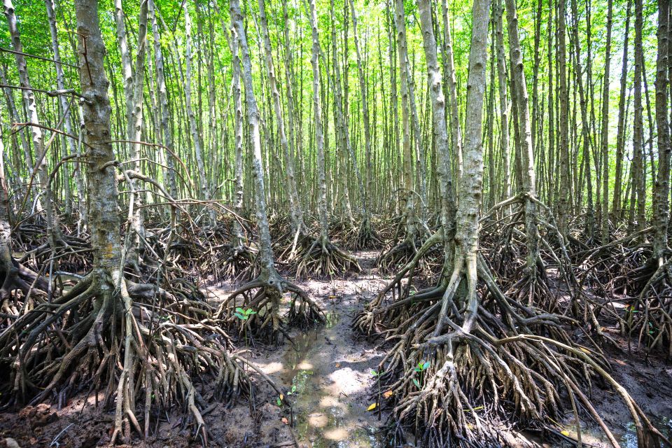 Vam Sat Mangrove Forest Private Tour from Ho Chi Minh City - UNESCO Can Gio Biosphere Reserve: what the guide helps you notice