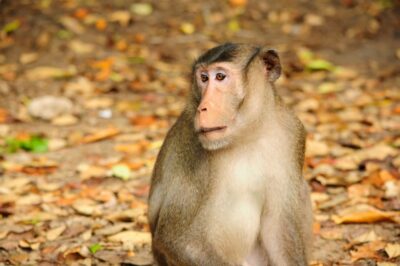 Vam Sat Mangrove Forest Private Tour from Ho Chi Minh City - The 8:00 AM pickup and the 2-hour drive into Can Gio