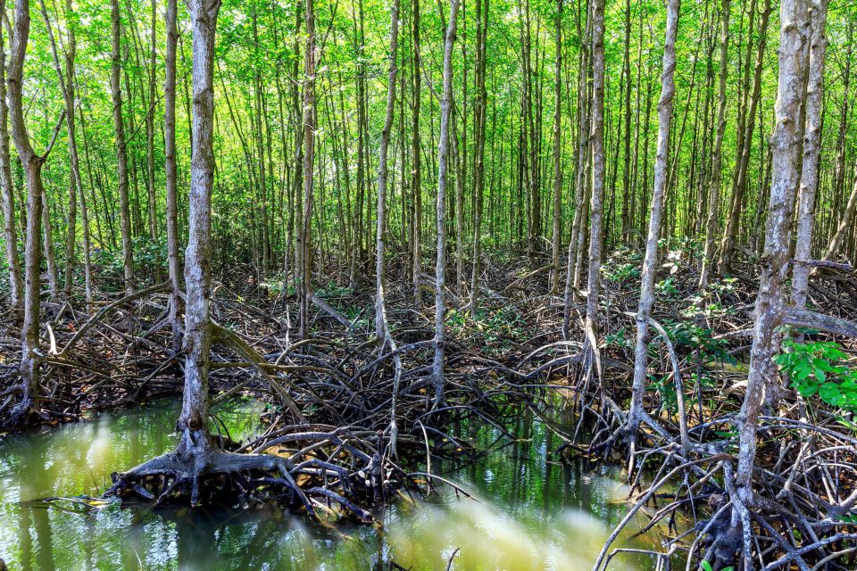 Vam Sat Mangrove Forest Private Tour from Ho Chi Minh City - The riverside lunch break you’ll remember