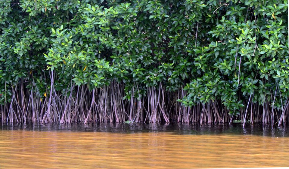 Vam Sat Mangrove Forest Private Tour from Ho Chi Minh City - Zooming past canals to the Mekong gateway market