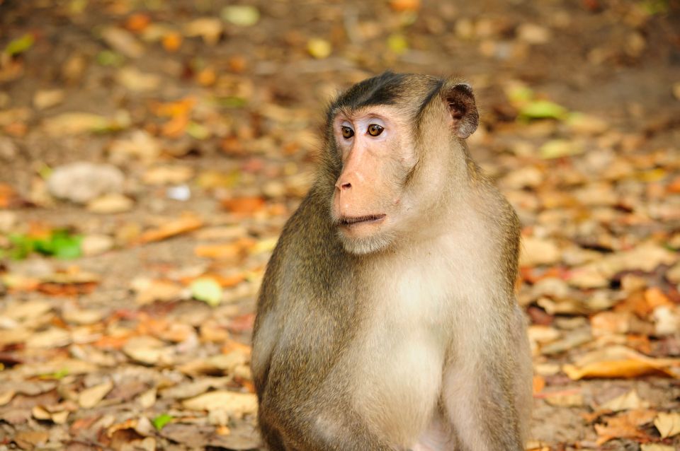 Vam Sat Mangrove Forest Private Tour from Ho Chi Minh City - The 8:00 AM pickup and the 2-hour drive into Can Gio