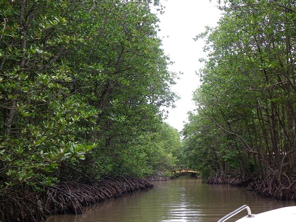 Vam Sat Mangrove Forest - VIP Private Tour - Key things I’d pin to the top