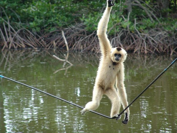 Vam Sat Mangrove Forest - VIP Private Tour - Getting picked up in District 1, 3, or 4 (and why it matters)