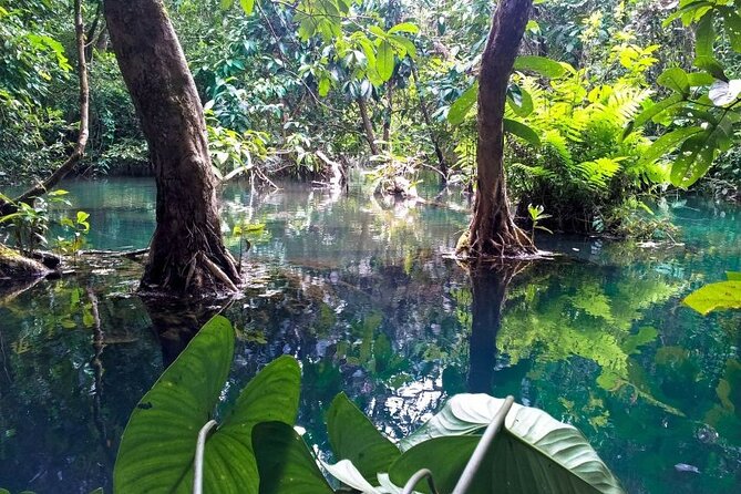 Vam Sat Mangrove Forest - VIP Private Tour - Crocodiles and other wildlife moments: expect variety